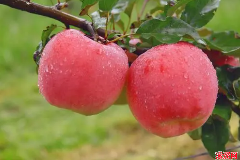 详细阅读:怎样用苹果做简单好吃的小零食,苹果加饺子皮教你秘制小零食 怎样用苹果做简单好吃的小零食,苹果加饺子皮教你秘制小零食