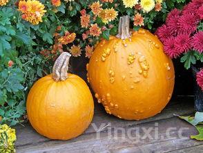 做披萨和面用亚麻籽油可以吗,做披萨怎么和面