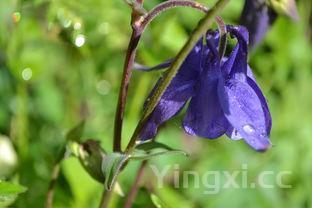 高压锅做蛋糕的方法视频，高压锅做蛋糕怎么做