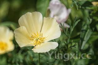 茼蒿怎么做好吃又简单,茼蒿怎么做的好吃