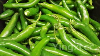 鲜辣椒酱的做法及配方,鲜辣椒酱的做法及配方大全