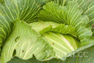 最近很火的大白菜吃法，大白菜的100种吃法