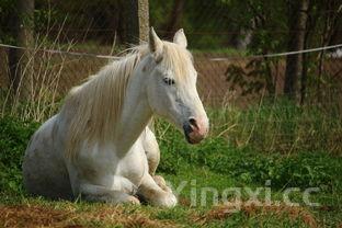 煮薏米粥的正确做法,煮薏米粥怎么煮