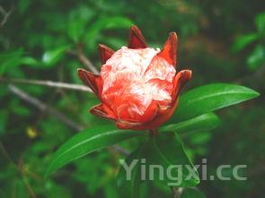 发酵粉蒸馒头的方法视频,发酵粉蒸馒头的方法