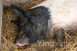 猪排骨怎么做啊，猪排骨怎么做好吃又简单方便