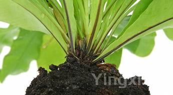 粽子放碱吗,粽子放碱和不放碱的区别