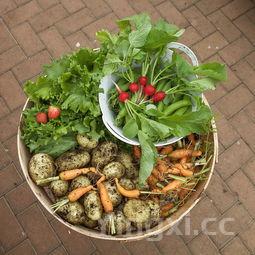 美食小当家安卓版下载,美食小当家