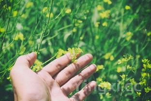 粉蒸肉的家常做法,粉蒸肉的家常做法视频教程大全