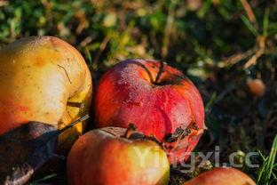 粽子为什么要闷一晚,粽子为什么放几天都不会坏