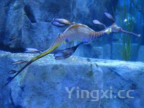 海蟹品种大全图，海蟹品种大全图解