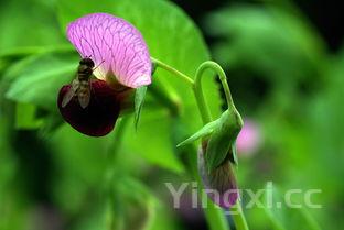 腊鱼怎么做,青鱼做腊鱼怎么做