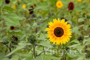 腊鱼怎么做,青鱼做腊鱼怎么做