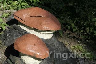 清炒娃娃菜的做法,上汤娃娃菜的做法视频