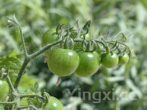 自制水果酵素对人体健康有什么疗效,自制水果酵素的功效