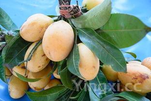 吃芒果的7大禁忌,吃芒果的十大禁忌