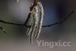 中药荷叶的功效与作用,荷叶的功效与作用