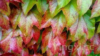 网红柠檬鸡爪配方表,网红柠檬鸡爪配方