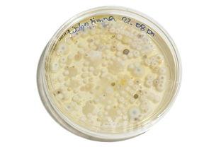 广东菜广东菜式菜谱大全图片