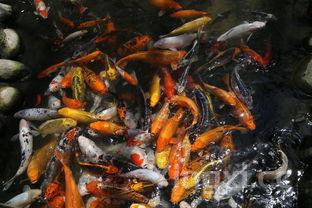 家常鲤鱼的做法大全,鲤鱼的100种做法大全