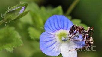 炒包菜的做法大全，炒包菜的做法大全视频
