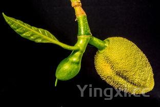 蓝瘦香菇下一句怎么说,蓝瘦香菇啥意思