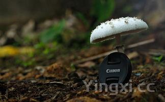 营养蒸菜500例,营养蒸菜哪里的特色