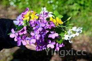 煎荷包蛋视频煎荷包蛋视频完整