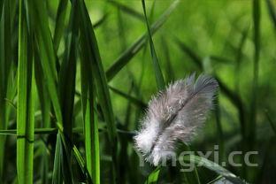 玉米排骨汤的做法步骤窍门,玉米排骨汤的做法步骤