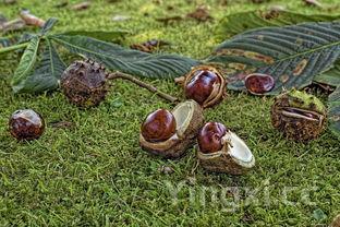 水煮板栗最简单的做法,水煮板栗最简单的做法大全