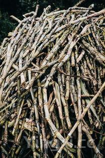 蒜泥龙虾做法,蒜泥龙虾做法家常做法