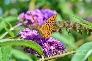 山药玉米排骨汤的做法,玉米排骨汤的做法