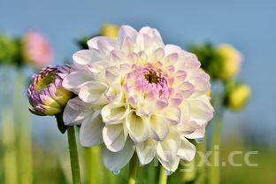 白酒品牌手办是什么,带你探寻其中独特魅力