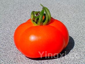 油炸知了猴的禁忌,油炸知了猴的营养价值和功效