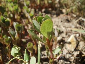 石榴,石榴石的功效与作用