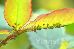 转转卖白酒全攻略，这些要点你得知道，轻松出手不是梦