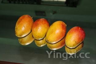 吃芒果的7大禁忌,吃芒果的十大禁忌