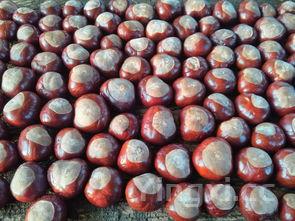 梭子鱼是海鱼还是淡水鱼，梭子鱼