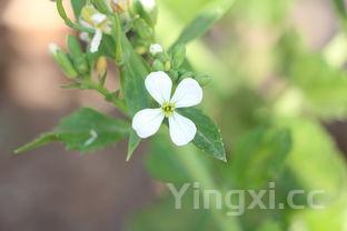 清炖排骨莲藕汤的做法,清炖排骨莲藕汤的做法?怎么去腥又保持鲜味