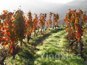 刚喝白酒,喝汾酒吗?探寻白酒世界里汾酒独特的韵味与魅力