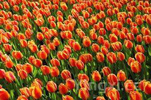 无人区在线观看高清1080,无人区在线观看高清电视剧哈尔滨