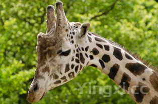 罗汉果桂花茶的功效,桂花茶的功效