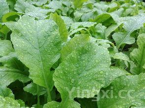 蔬菜名控味衣龙守室称大全500种,蔬菜名称大全(1000种蔬菜一览表)