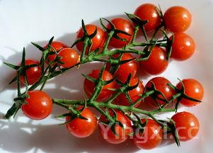 新鲜红辣椒怎么做辣椒酱,新鲜红辣椒怎么做辣椒酱窍门