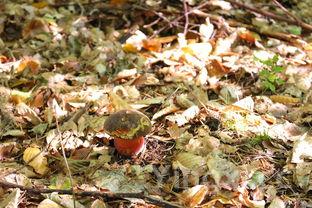 海带头煲汤最佳配方,海带骨头煲汤搭配什么好