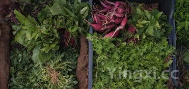 怎么清洗螃蟹教程,如何清洗螃蟹才干净安全