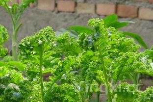 蚵仔煎正确发音,蚵仔煎