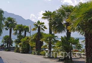 啤酒鸭的做法视频教程,啤酒鸭家乱对模病仅常做法视频王刚?