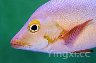 啤酒鸭的做法视频教程,啤酒鸭家乱对模病仅常做法视频王刚?