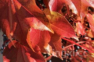 红烧桂鱼的家常做法,红烧桂鱼的家常做法,怎么去腥更有效?