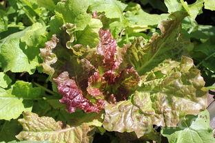 详细阅读:炒红苋菜:绿色健康的家常美味 炒红苋菜:绿色健康的家常美味